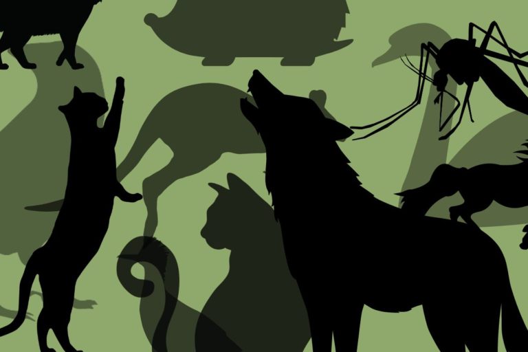 test animali.jpg