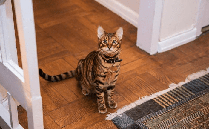 toyger m.png