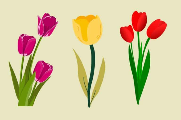 tulipani test.jpg