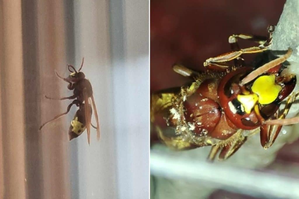 vespa orientalis 1.jpg