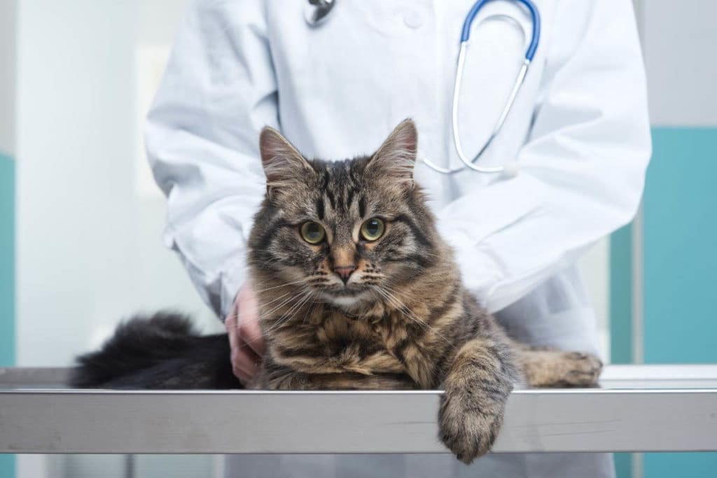 veterinario.jpg