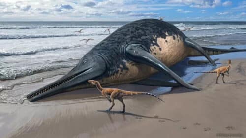 washed ichthyosaur beach 1 500x281.jpg