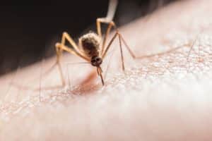 zanzara malaria.jpg