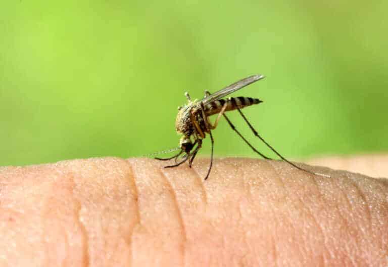 zanzara malaria 768x528.jpg