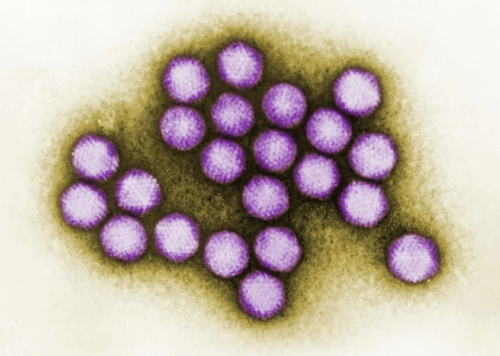 Adenovirus 500x356.png