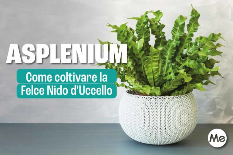 Asplenium: come coltivare e prendersi cura della Felce Nido d’Uccello 9 Asplenium 1.jpg