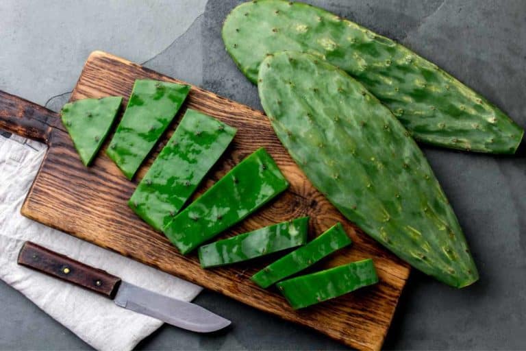 Cactus di Nopal.jpg