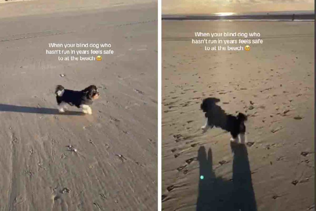 Cagnolina cieca corre in spiaggia.jpg