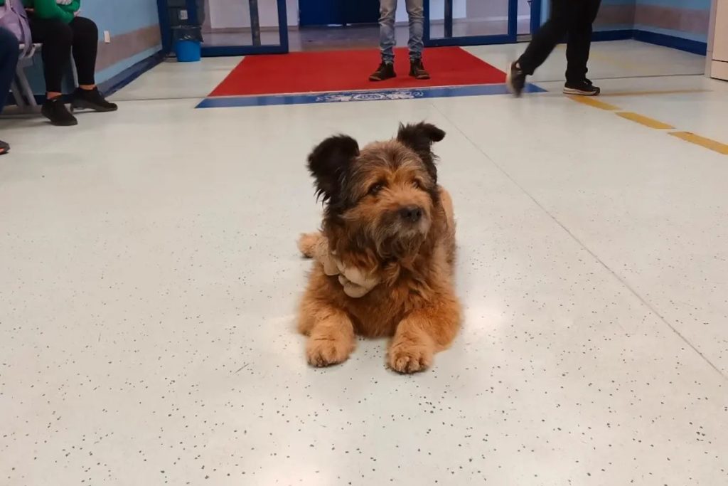 Cane pronto soccorso.jpg