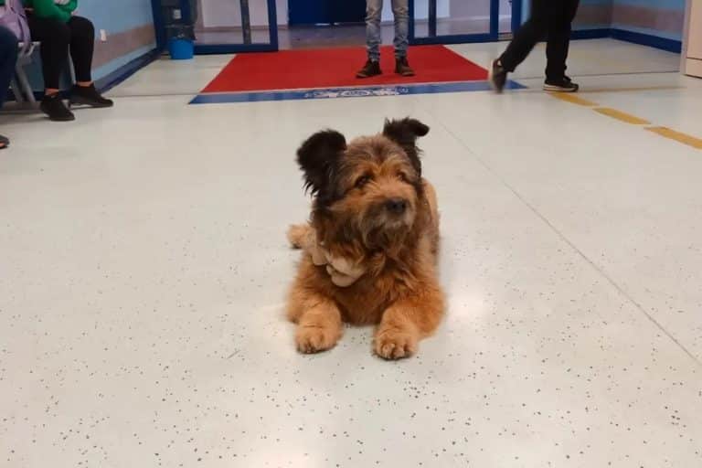 Cane pronto soccorso.jpg