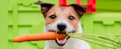 CloseUpOfJackRusselsFaceHoldingCarrotInMouth 1 500x203.jpg