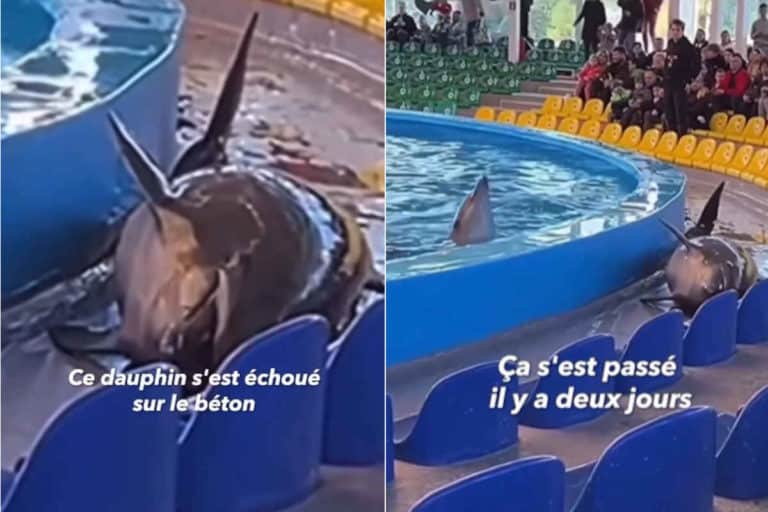 Delfino effettua acrobazia e si arena sul cemento degli spalti: il lato oscuro dei parchi acquatici 6 Delfino.jpg