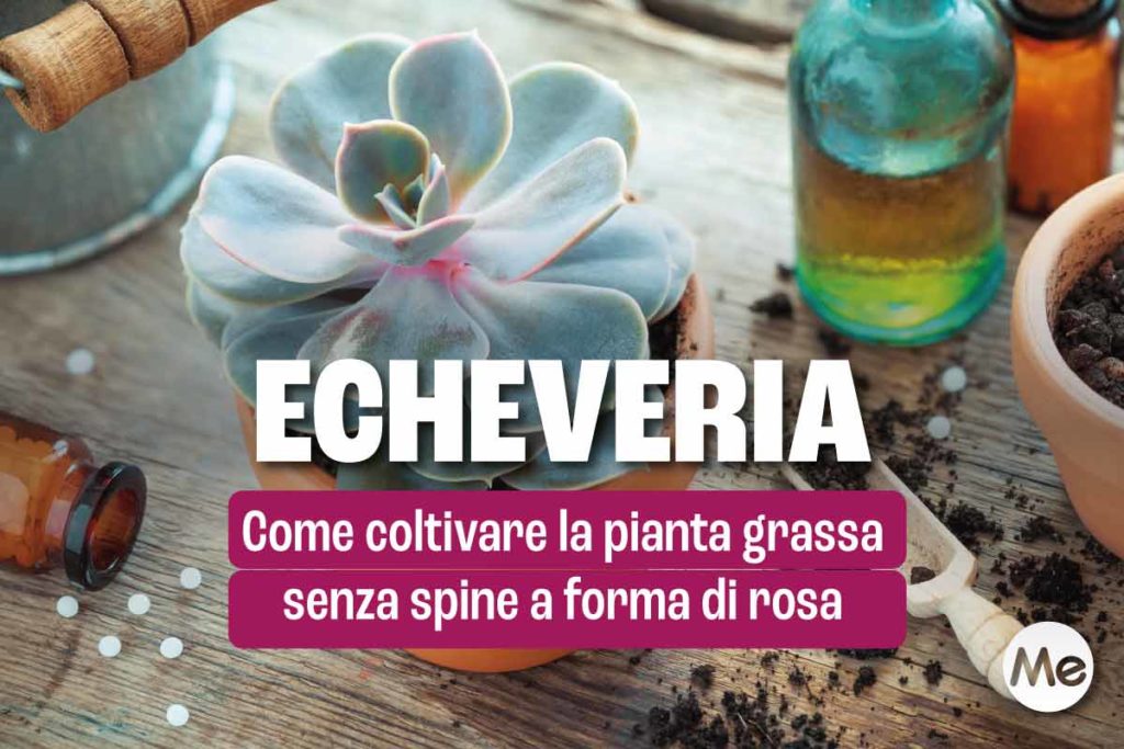 Echeveria 2.jpg