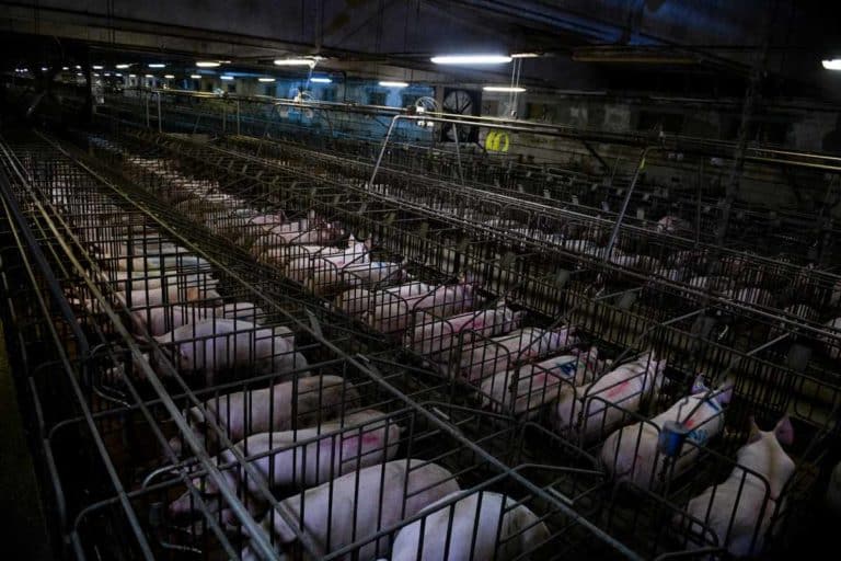 Un altro allevamento italiano di suini dice basta alle gabbie per le scrofe (e mette a loro disposizione lettiere in paglia) 1 Filiera Madeo 1.jpg