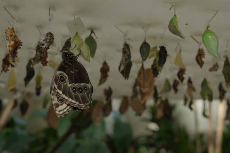 Foresta farfalle.jpg