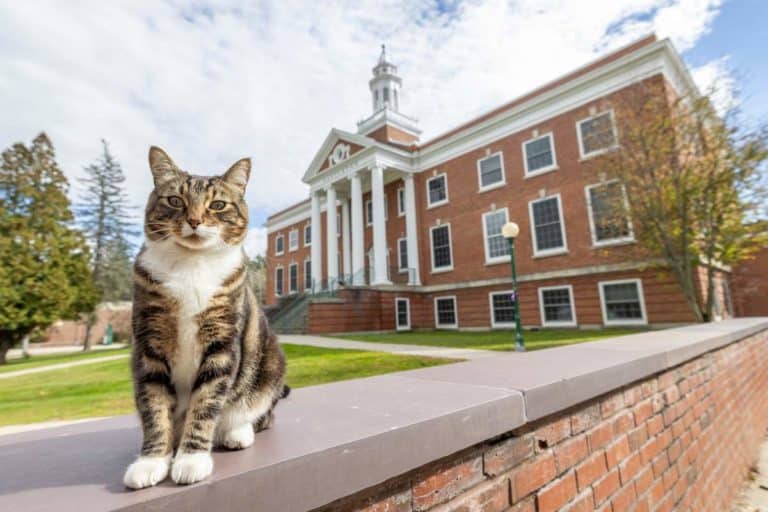Gatto universita.jpg