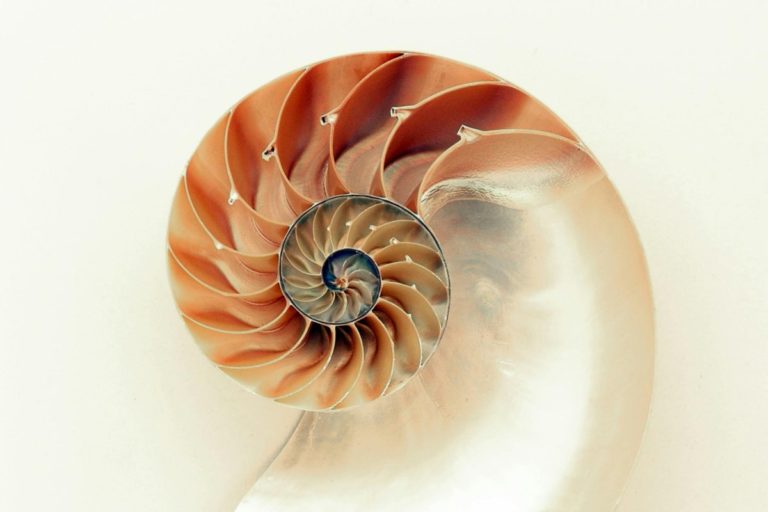 Geometria della vita cellule morbide.jpg