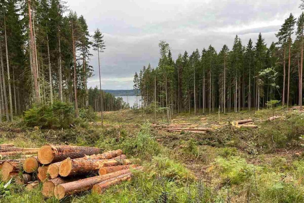Imballaggi foreste svedesi.jpg