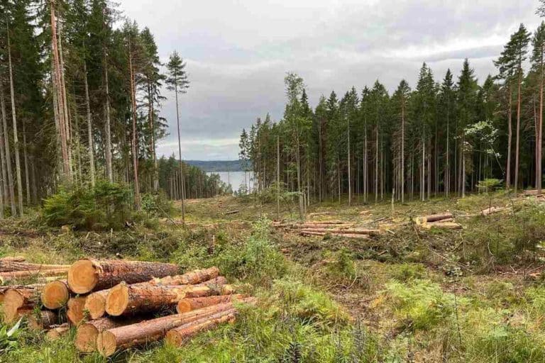 Imballaggi foreste svedesi.jpg
