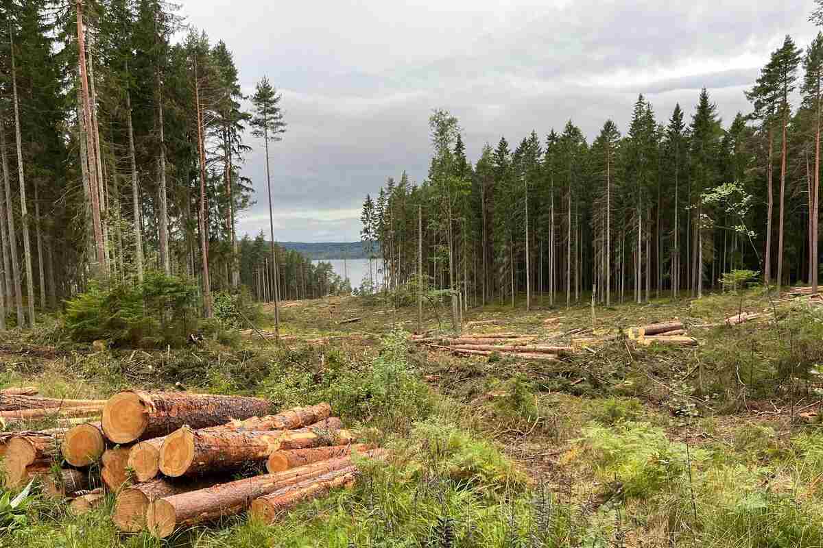 Imballaggi foreste svedesi.jpg