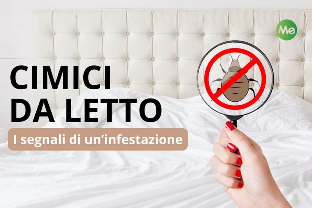 Infestazione cimici da letto.jpg