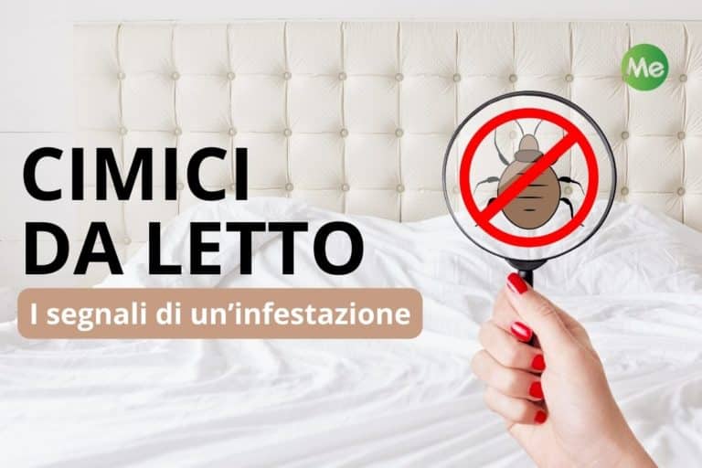 Infestazione cimici da letto.jpg