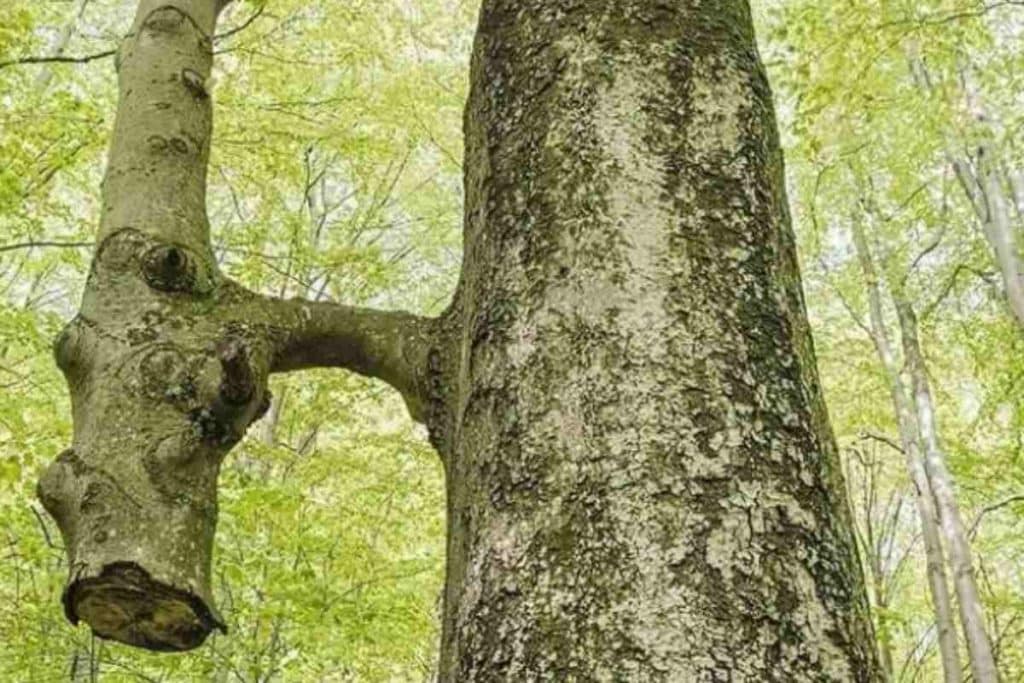 Innesto alberi.jpg