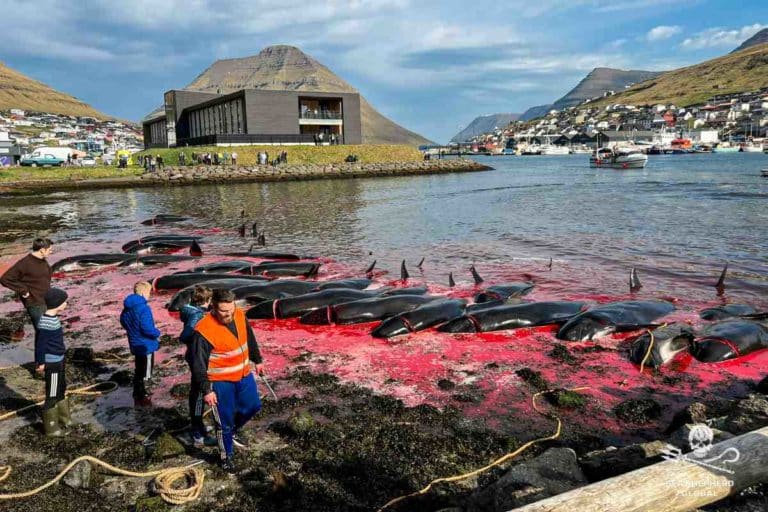 Isole Faroe, arriva la proposta per fermare la mattanza delle balene 8 Isole Faroe cetacei.jpg