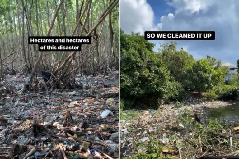 Mangrovie Indonesia.jpg