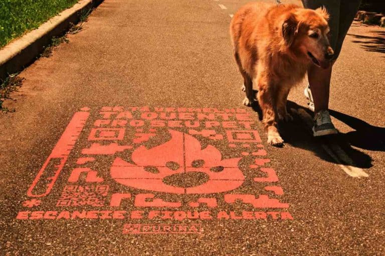 Medagliette cani.jpg