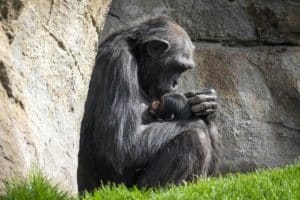 Natalia scimpanze.jpg