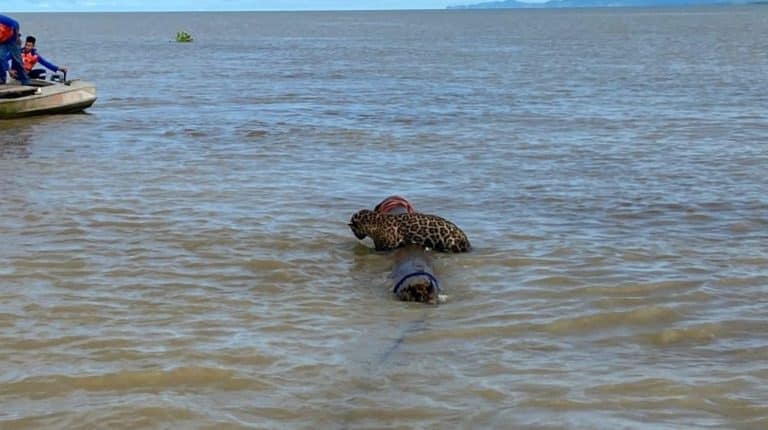 Rescataron jaguar Uraba mar tronco.jpg