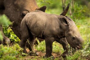 Rinoceronti cattivita.jpg