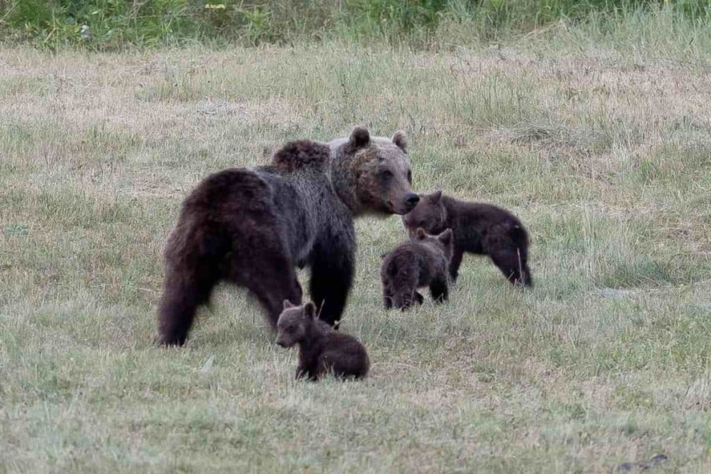 SOS Orso.jpg