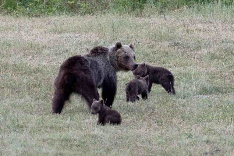 SOS Orso.jpg