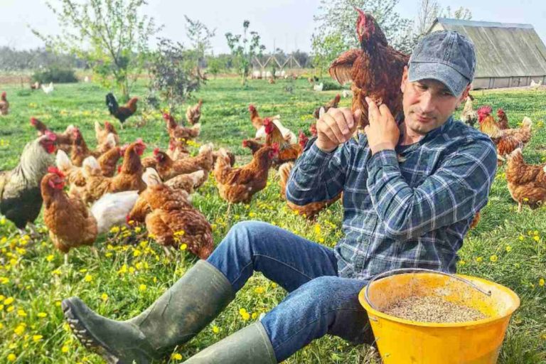 Salva galline.jpg