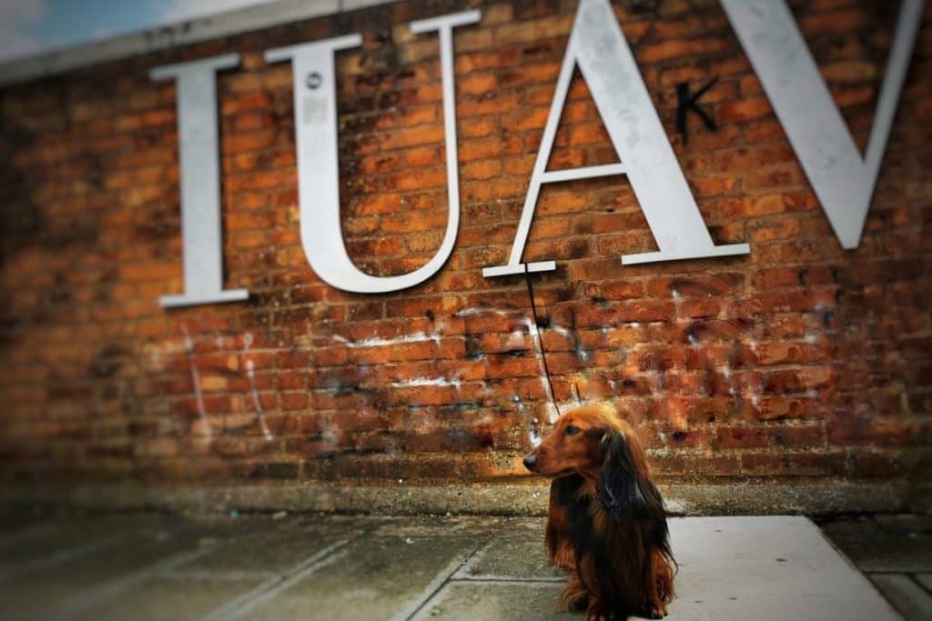 Universita Venezia animali.jpg