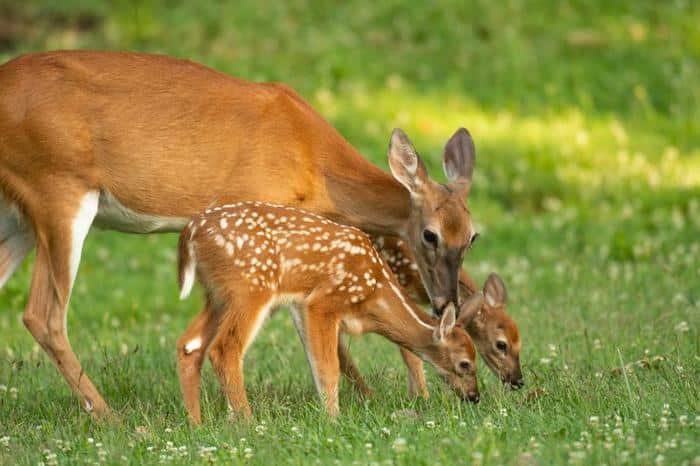 a white tailed deer doe and its two fawns in an open meadow m.jpg