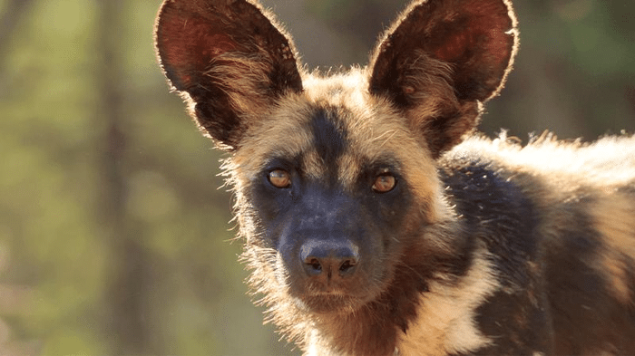 african wild dog m.png