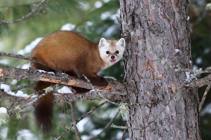 amercan marten sat on a tree branch sticking its tongue out at the camera m.jpg