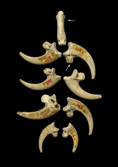 an image of white tailed eagle talons from the krapina neandertal site in present day croatia dating to approximately 130 000 years ago may be part of a jewelry assemblage m.jpg