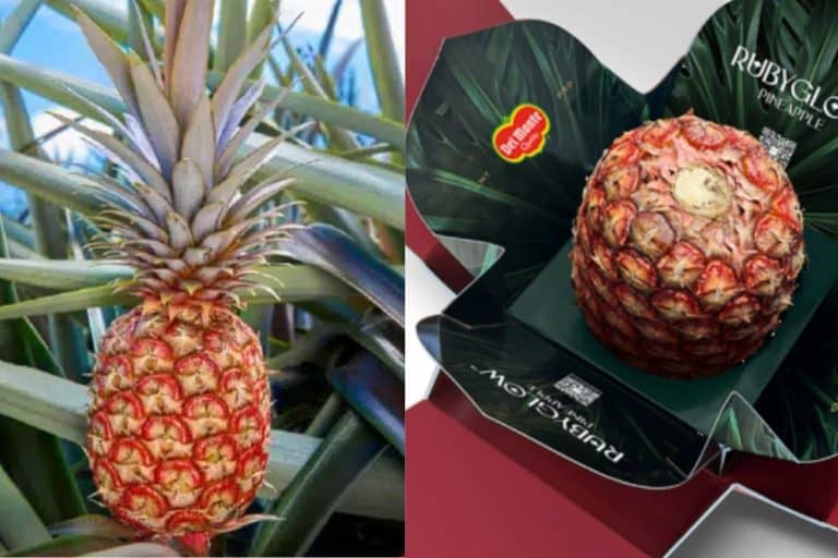 ananas rosso del monte.jpg