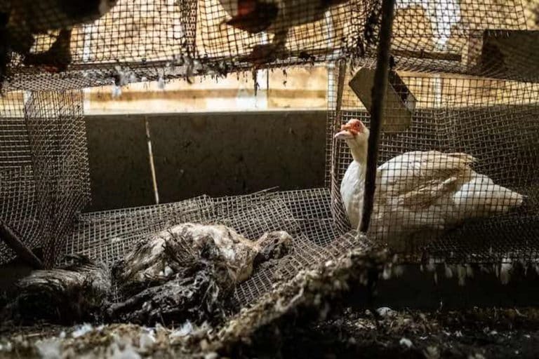 anatre fois gras.jpg