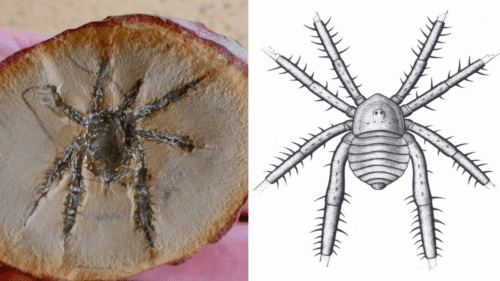 arachnid fossil 1 1 500x281.png