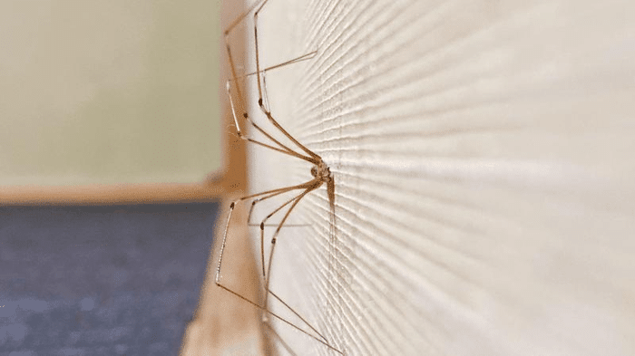 Daddy Long Legs: Creature Misteriose e il Mito del Veleno 8 are daddy long legs poisonous m.png