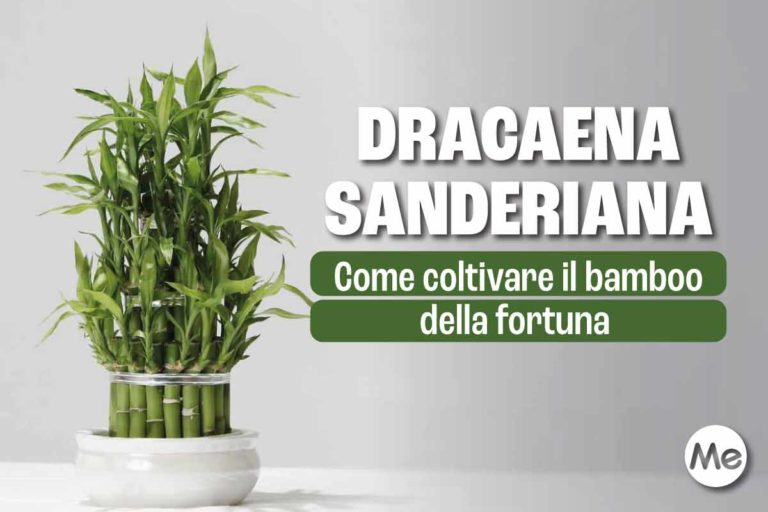 bamboo della fortuna.jpg