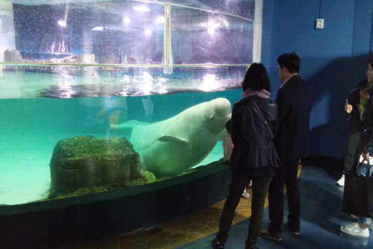 beluga.jpg