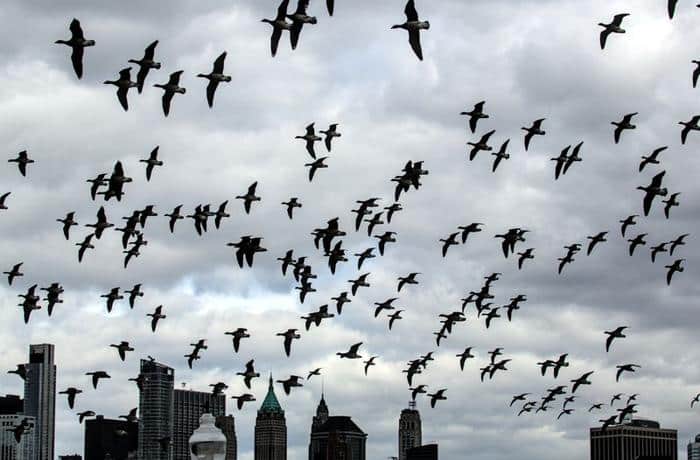 birds in new york city m.jpg