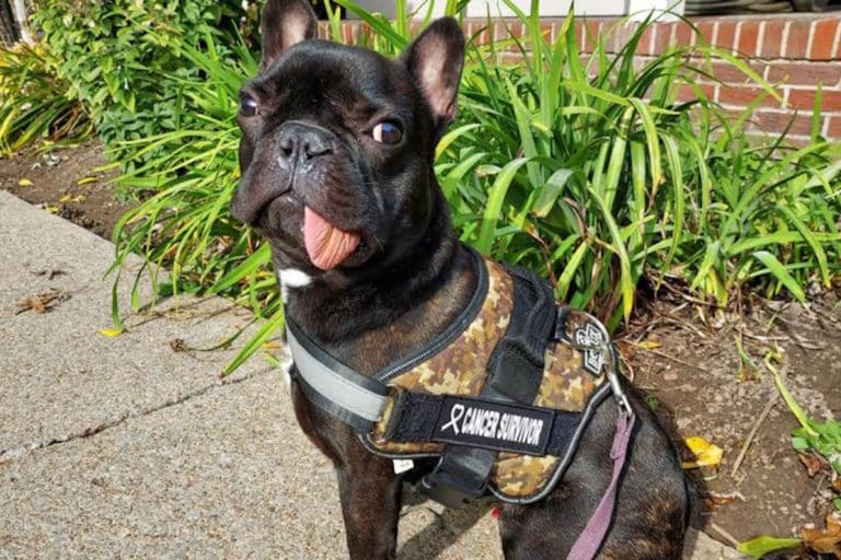 bulldog cucciolo mascella.jpg