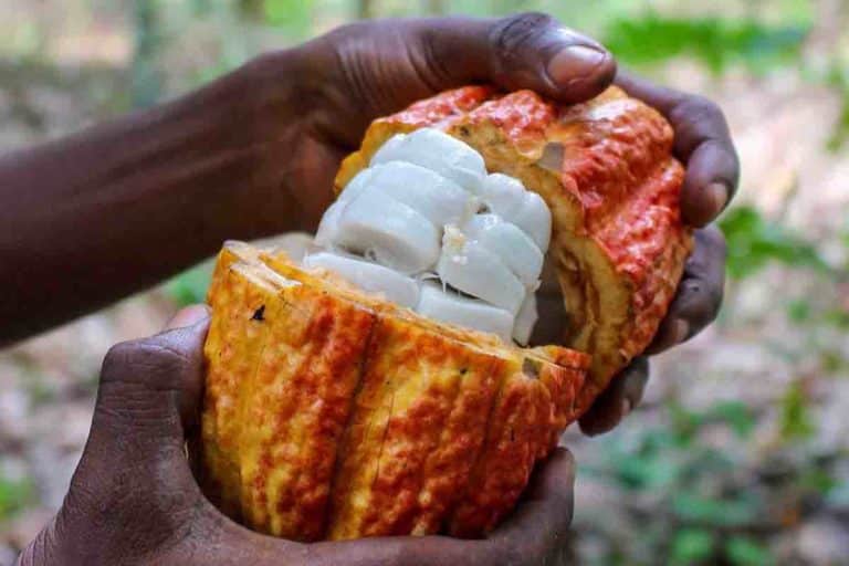 cacao.jpg